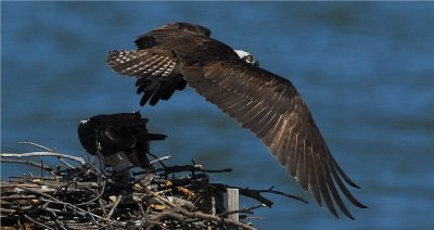 Osprey 