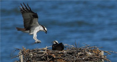 Osprey