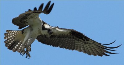 Osprey