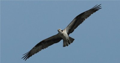 Osprey