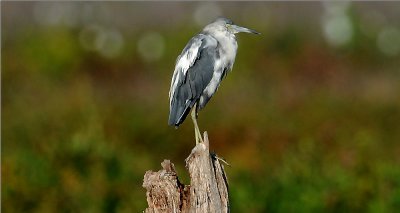 Little Blue Heron