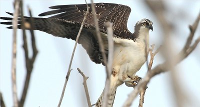 Osprey