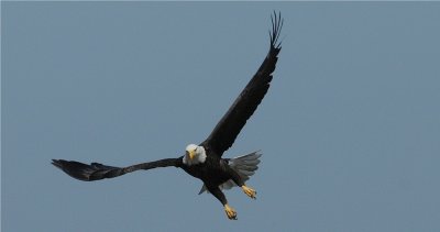 Bald Eagle