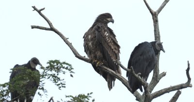 Immature Bald Eagle & Black Vultures