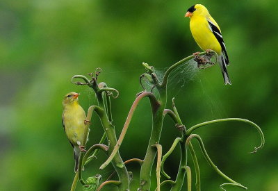 American Goldfinchs