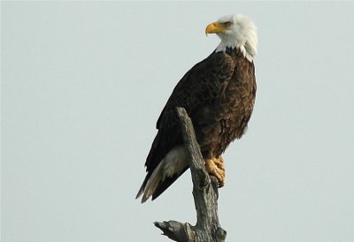 Bald Eagle