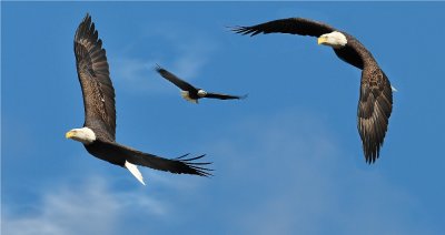 Bald Eagle