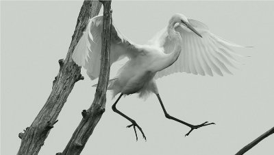 Great Egret (Casmerodius albus)
