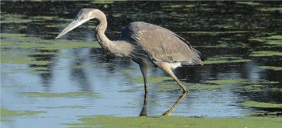 Great Blue Heron (Ardea herodias)