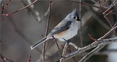 Tufted Titmouse (Baeolophus bicolor)