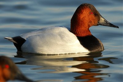 Canvasback - Male (Aythya valisineria)