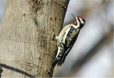 Yellow-bellied Sapsucker (Sphyrapicus varius)