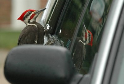 Pileated Woodpecker  #56