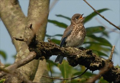 Bluebird Fledgling