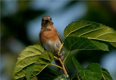 Eastern Bluebird w/ food