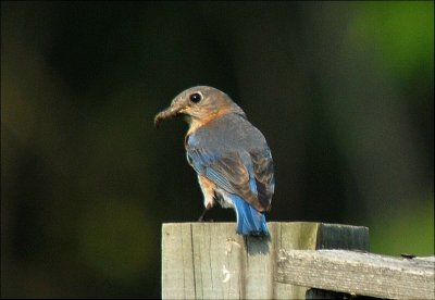 Eastern Bluebird