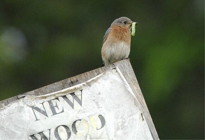  Eastern Bluebird