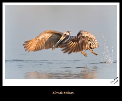 Florida Pelican 20x24.jpg