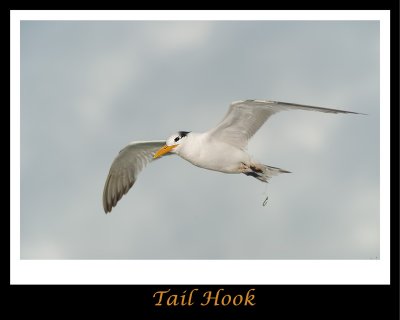 16x20-tail-hook.jpg