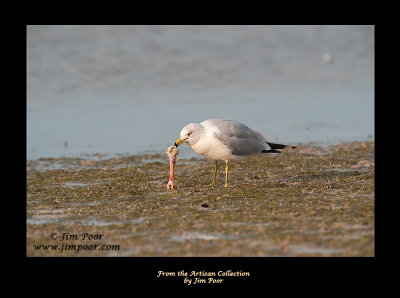 Nature-080310-2333-Edit.jpg