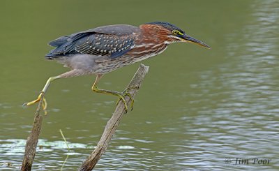 Green Heron_0157.jpg