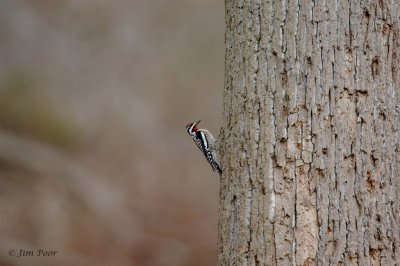 Big Tree - Little Woodpecker