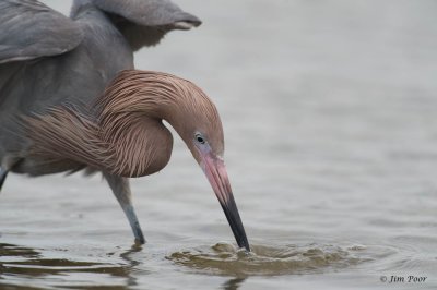 Reddish Egret Fishing