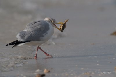 Herring Gull with Crab