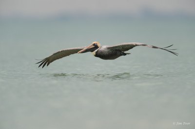 Pelican Low and Slow