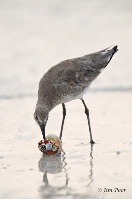 Willet Foraging