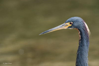 Tricolor Heron