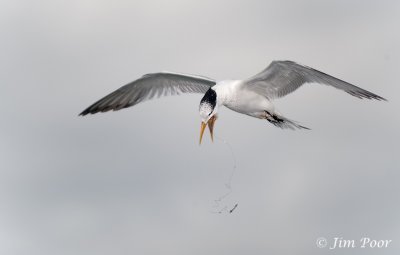 Tern with Fishing Line