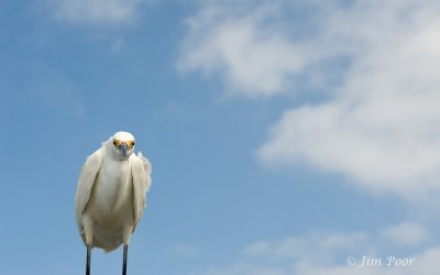 Snowy Egret Stare Down