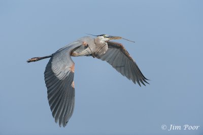 Great Blue Heron with Nesting Material