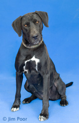 LDCR-Roxie-7810.jpg