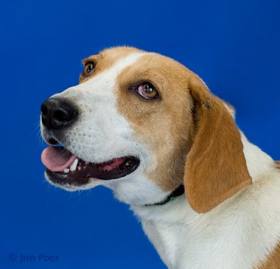 LDCR-Lucy-7739.jpg