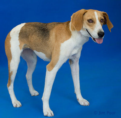LDCR-Lucy-7744.jpg