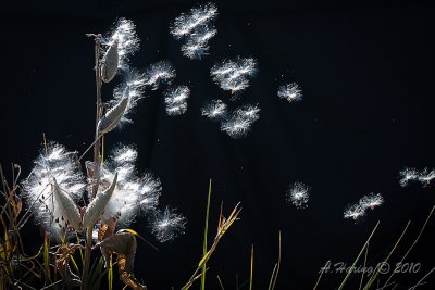Milkweed on the fly