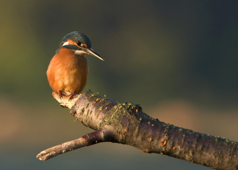 Common kingfisher (Alcedo atthis)