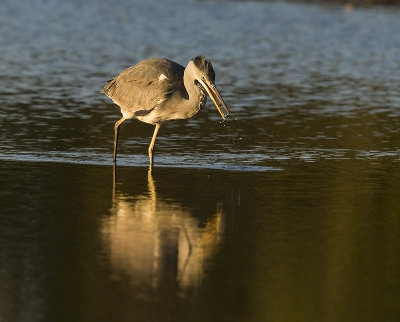 Grey heron (Ardea cinerea)