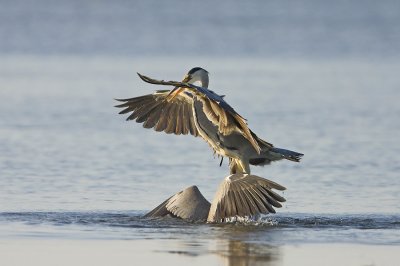 Grey herons (Ardea cinerea)