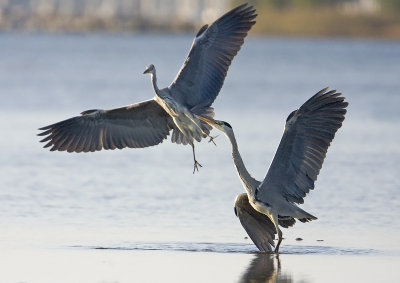 Grey heron (Ardea cinerea)