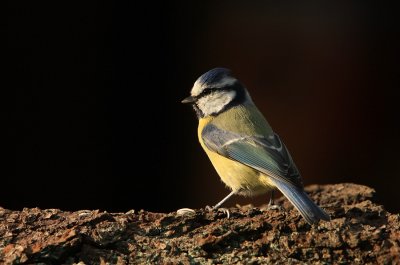 Blue tit (Parus caeruleus)