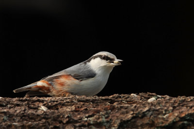 Nuthatch ( Sitta europaea)