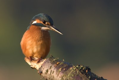 Common kingfisher (Alcedo atthis)