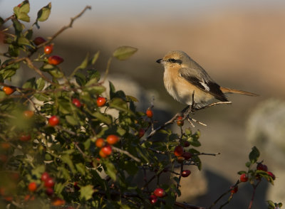 Isabelline shrike (Lanius isabellinus)