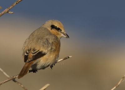 Isabelline shrike (Lanius isabellinus)