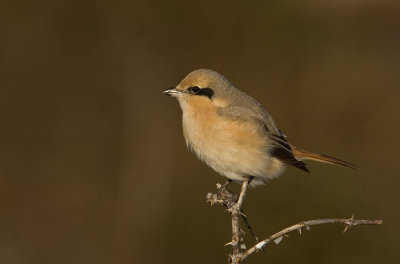 Isabelline shrike (Lanius isabellinus)