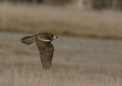 Hawk Owl (Surnia ulula)