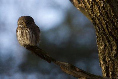 Pygmy Owl ( Glaucidium passerinum)